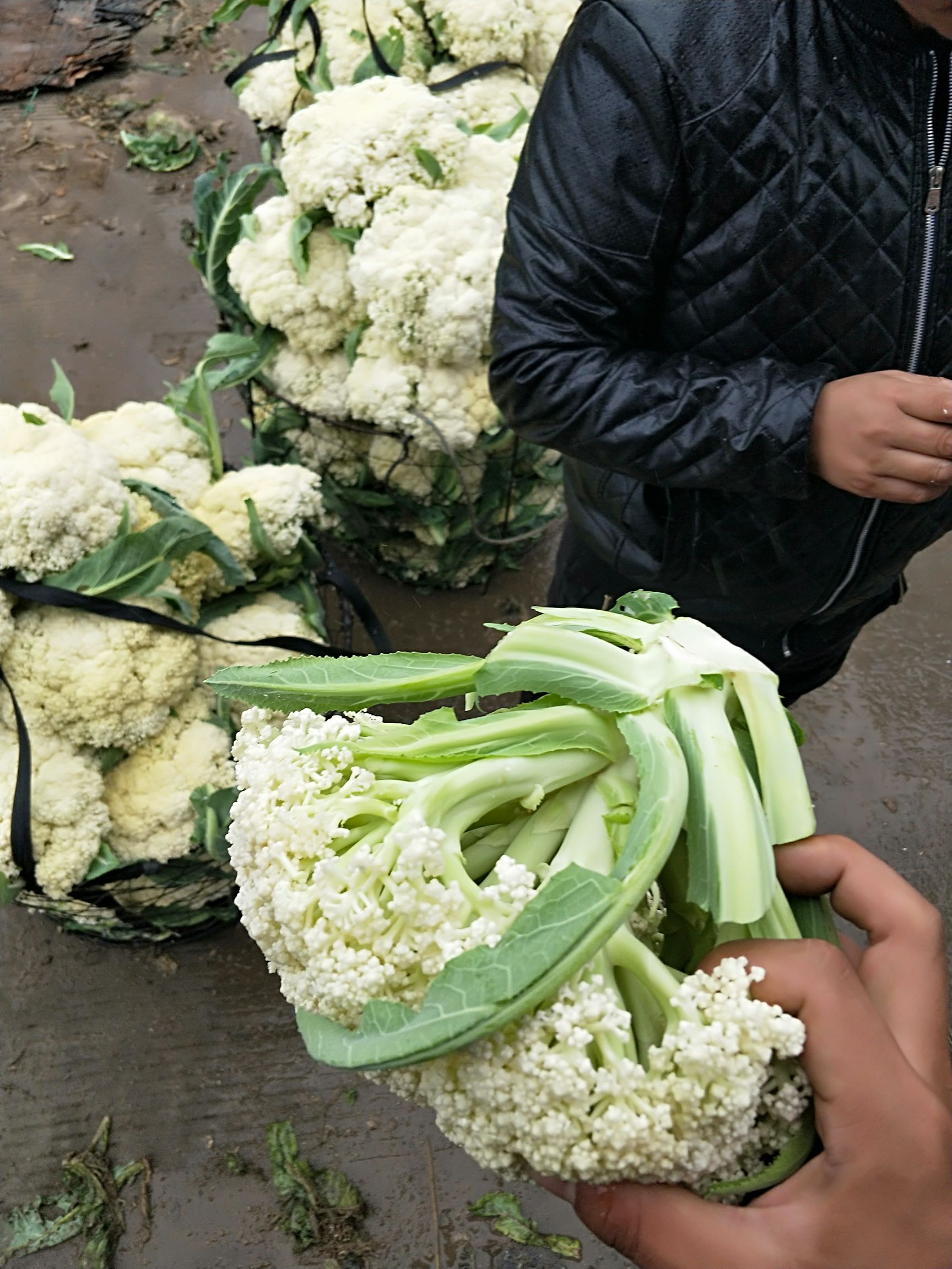 白面青梗松花菜 产地直销 精品散花 万斤起批