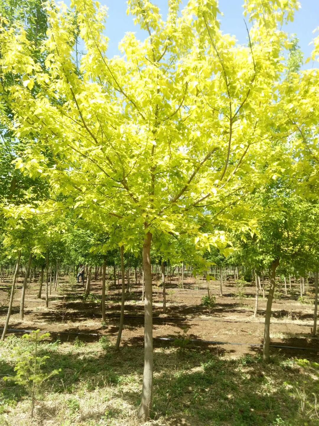辽宁省铁岭市开原市 直销 金叶复叶槭 金叶糖槭 东北彩叶苗木 规格全