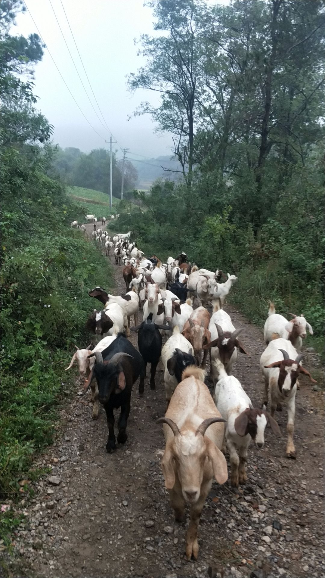 家庭农村——出售放养山羊,活羊,羊肉,可发快递