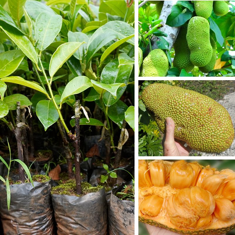 榴莲蜜树苗 海南榴莲蜜苗树榴莲菠萝蜜嫁接苗果树果苗南方四季种植