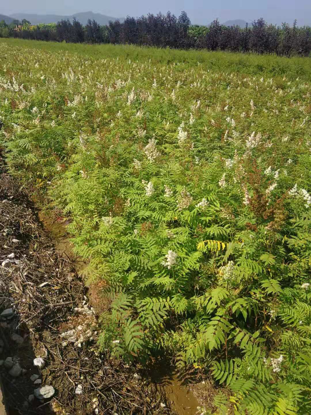 直销 珍珠梅 东北珍珠梅灌木 耐寒抗旱 花期长 适用范围广