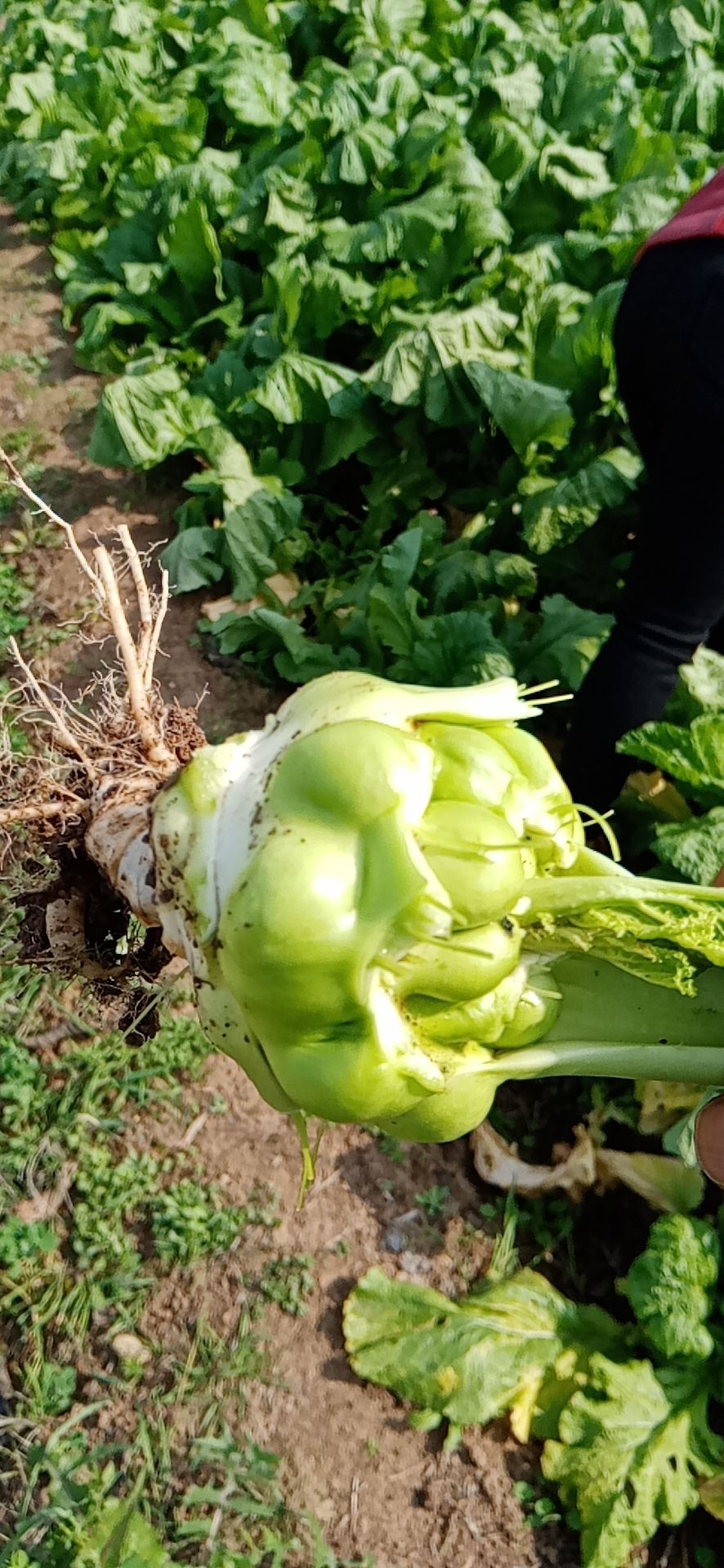 四川省绵阳市三台县鲜榨菜 榨菜有老板要联系.