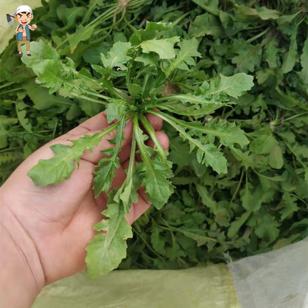 5斤野生荠菜野菜新鲜包邮 新鲜荠菜 荠荠菜地菜野菜荠菜现挖现