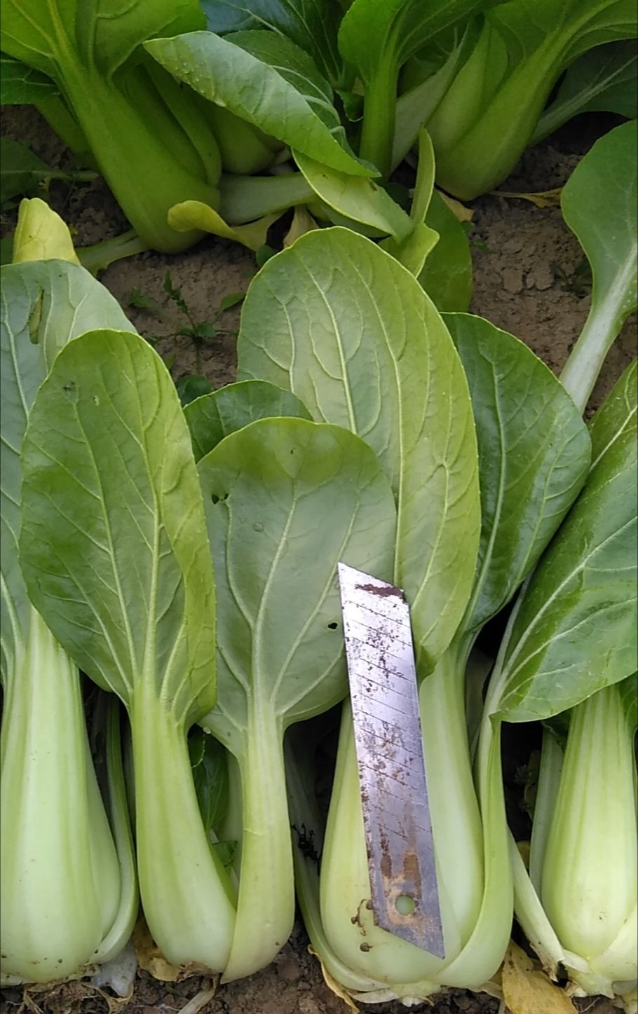 上海青,小油菜