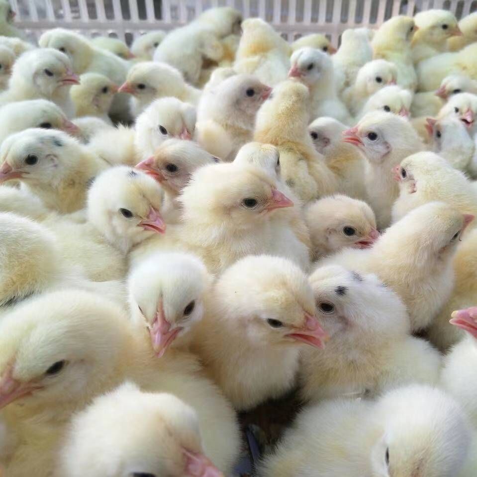 山东祺腾禽业优质817鸡苗全国发货