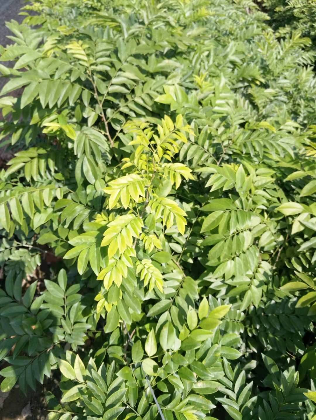 黄花梨树 黄花梨