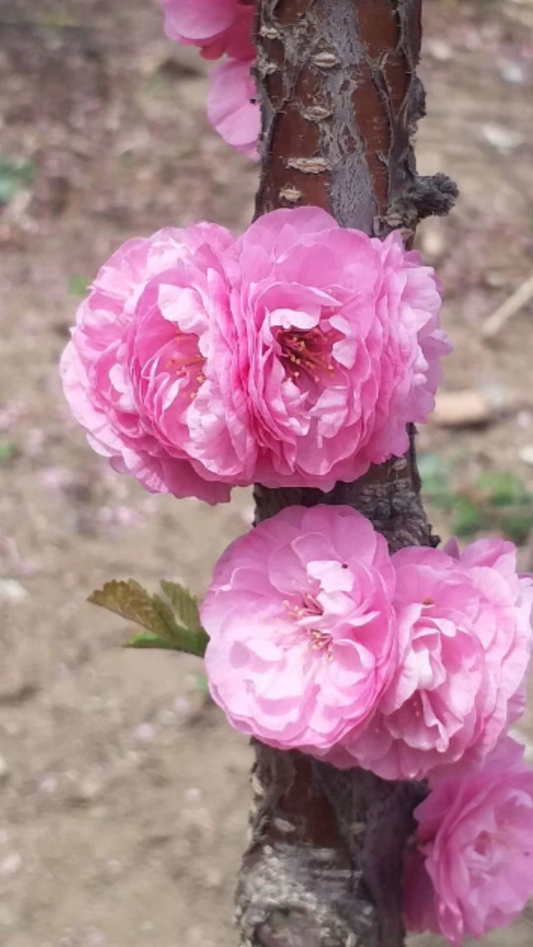 现苗 榆叶梅 重瓣榆叶梅 花期早 乔灌木均有 东北耐寒性强