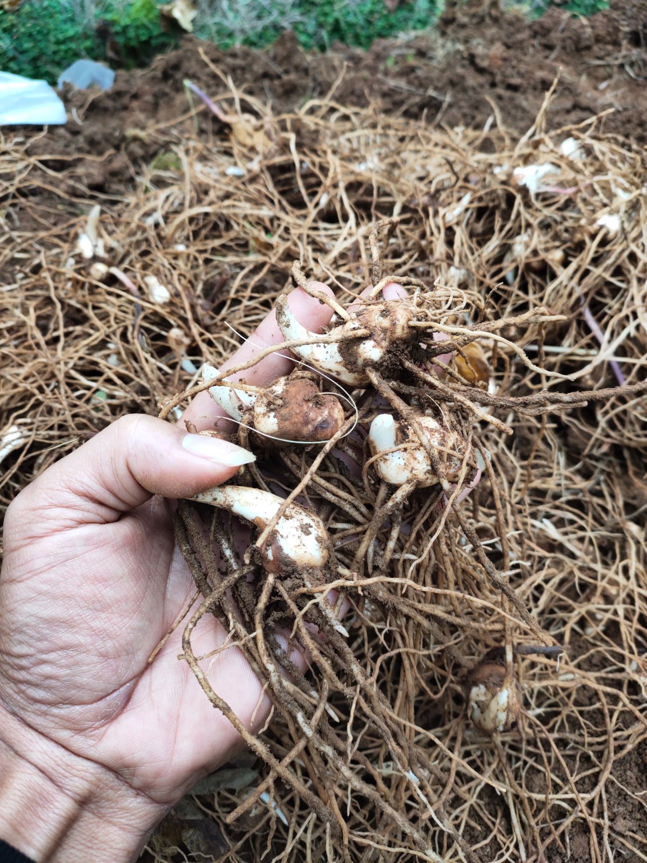 重楼苗(高杆多芽)量大有优惠