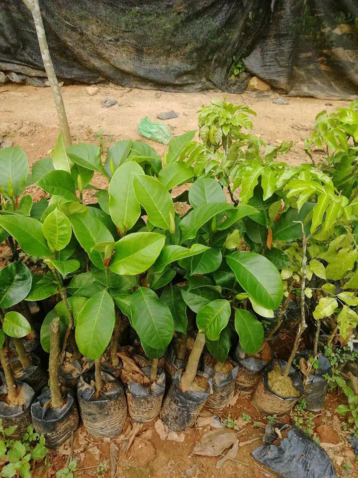榴莲蜜树苗 海南榴莲蜜苗树榴莲菠萝蜜嫁接苗果树果苗南方四季种植