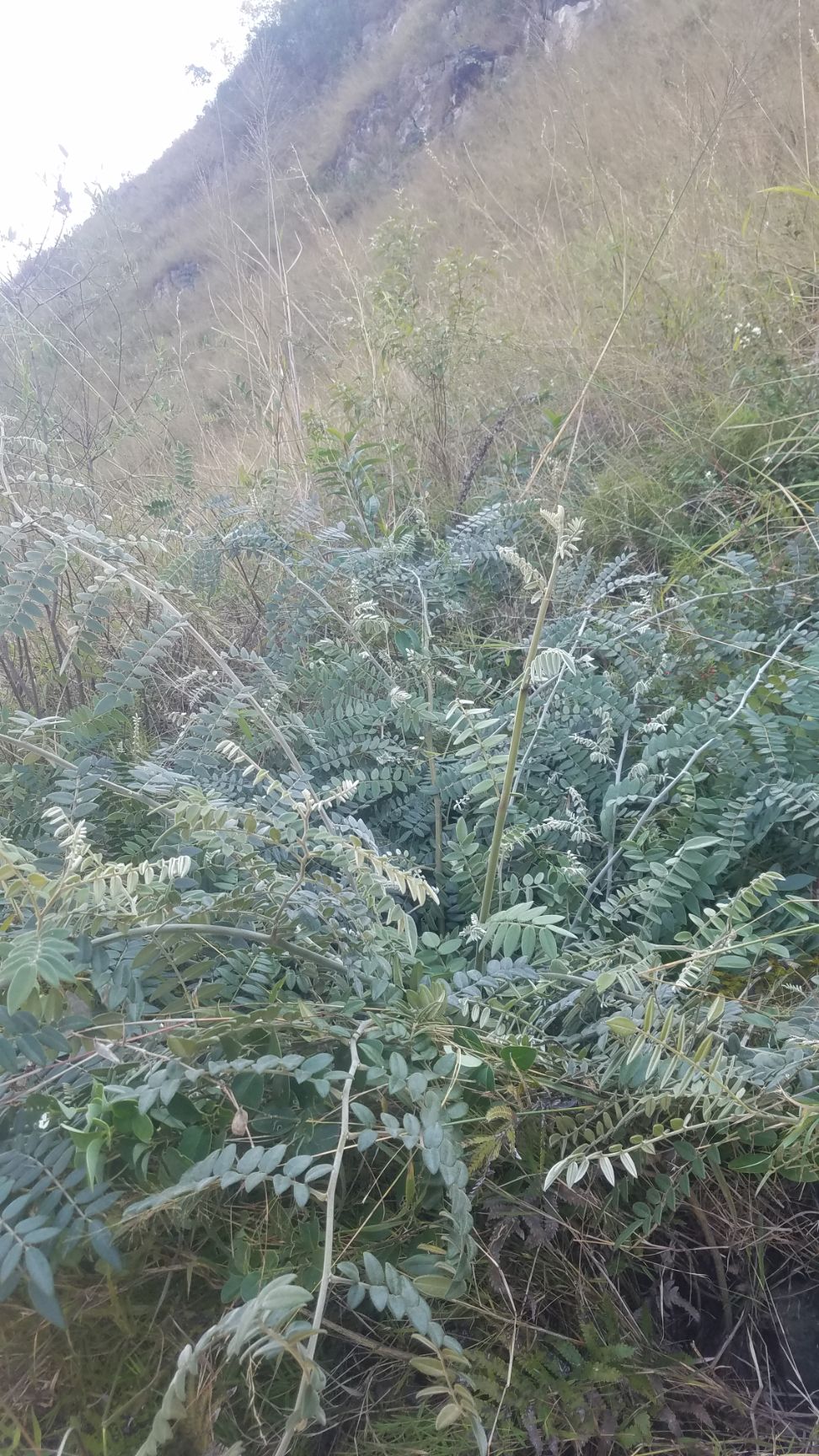 山豆根苗 山豆根良苗基地种植40亩可供技术交流