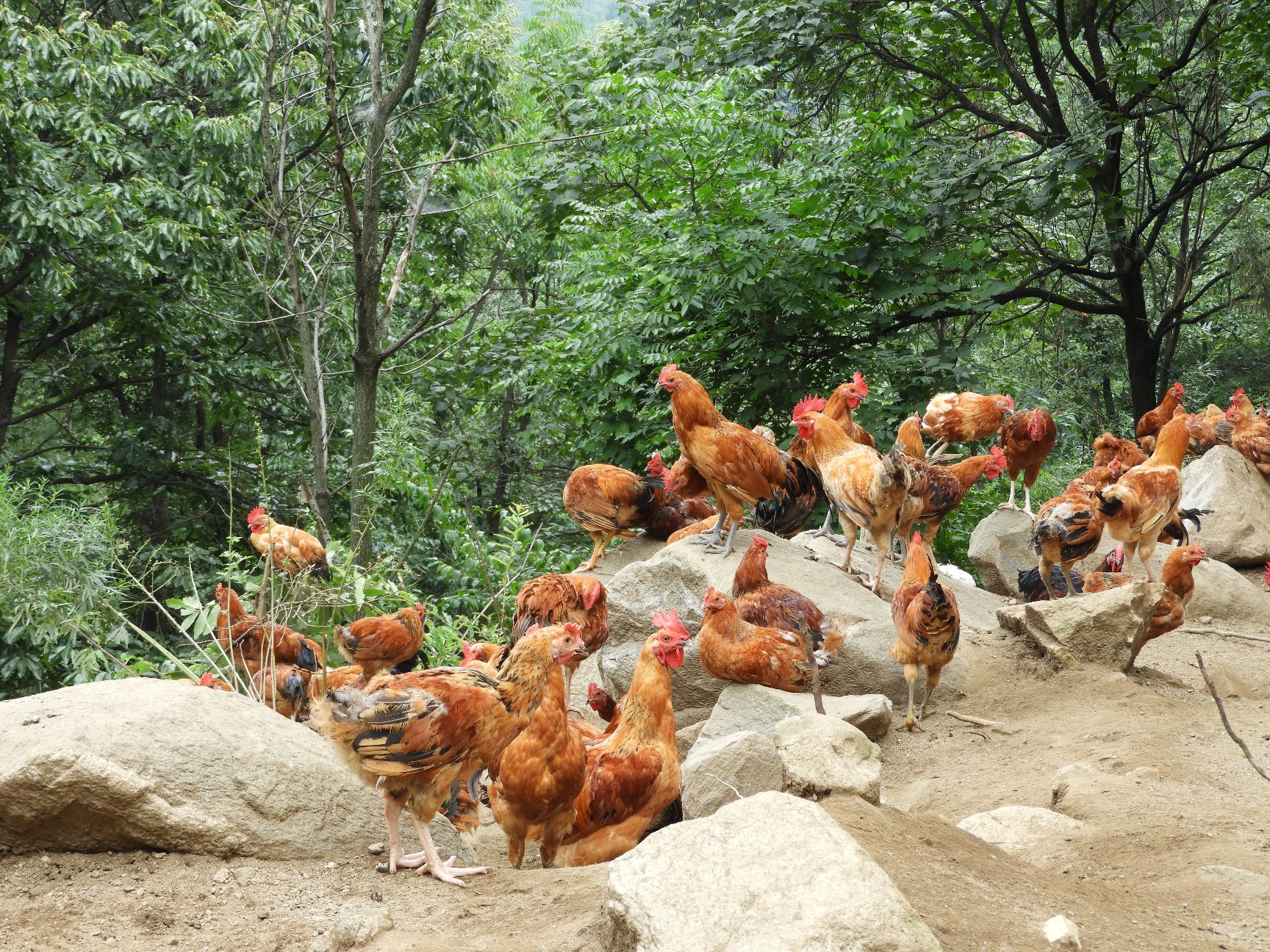 [土鸡批发] 高山林下生态散养柴鸡,养10个月以上,生态