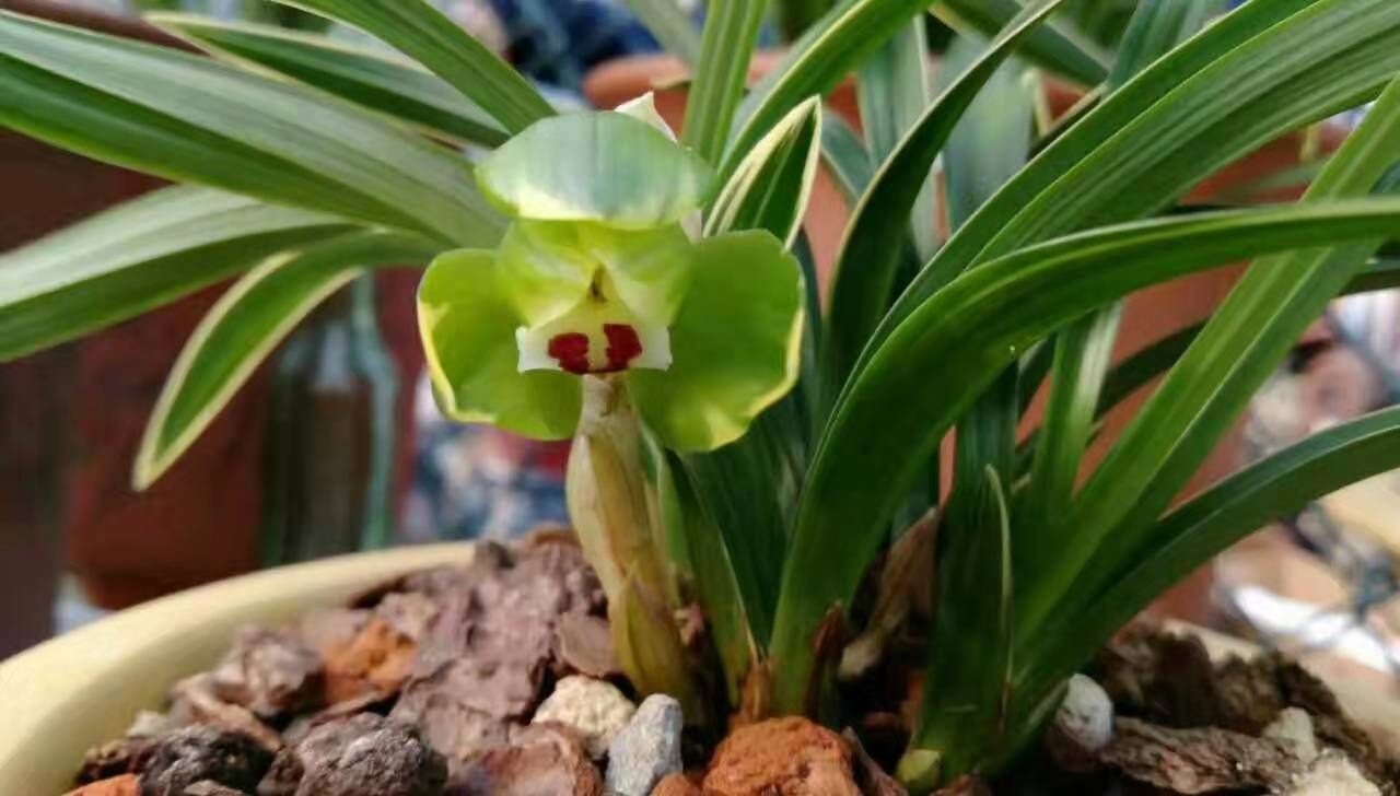 供应大厅  苗木花草  兰花                   商品详情