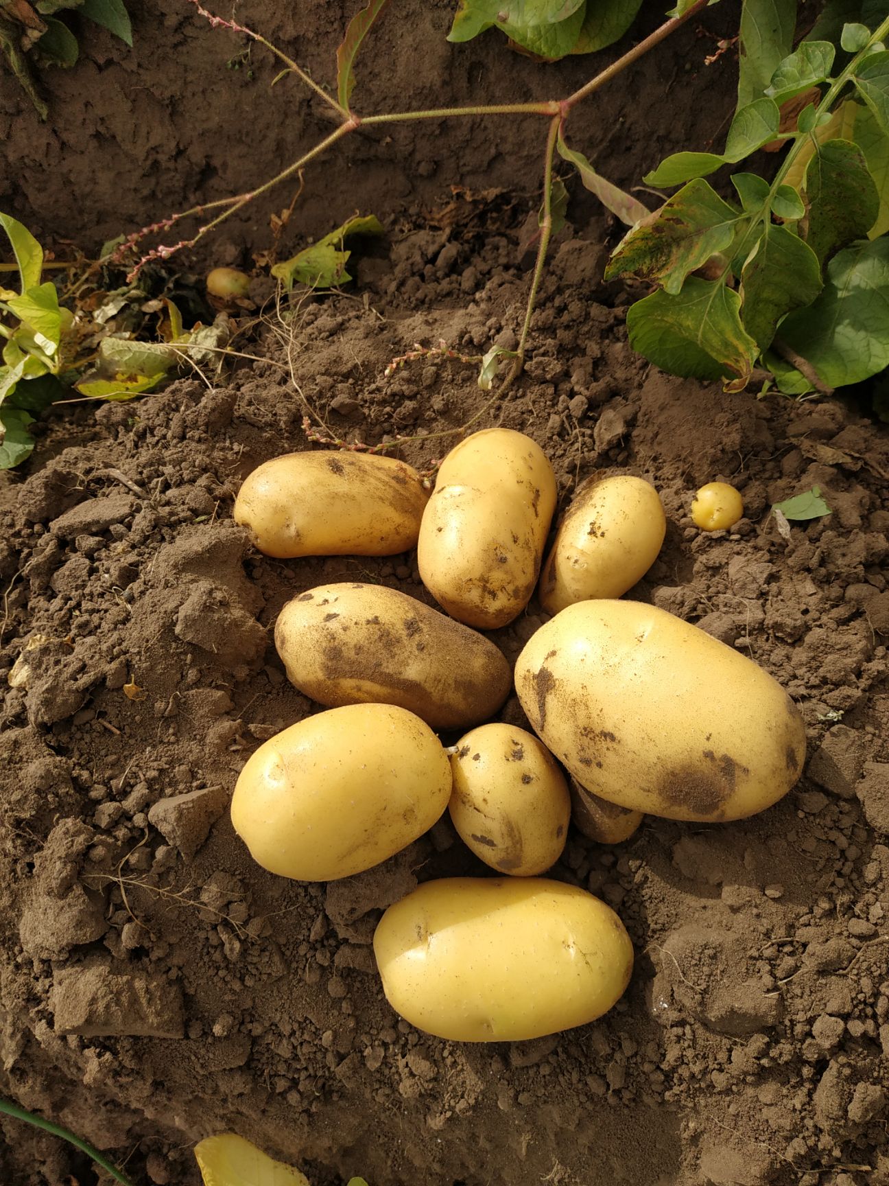 土豆黄金薯 气候冷凉生产,果皮金黄,果肉金黄,种性好,产量高,商品性上