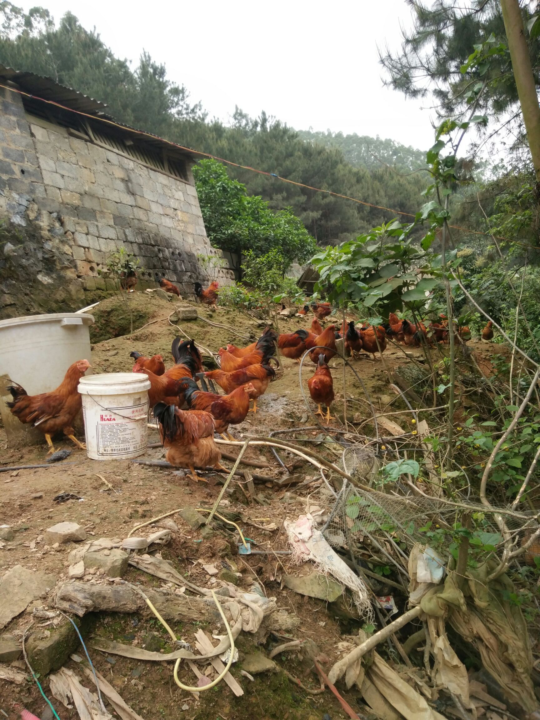 果园散养土鸡,绿色无饲料.皮黄有嚼劲,白切鸡首选.