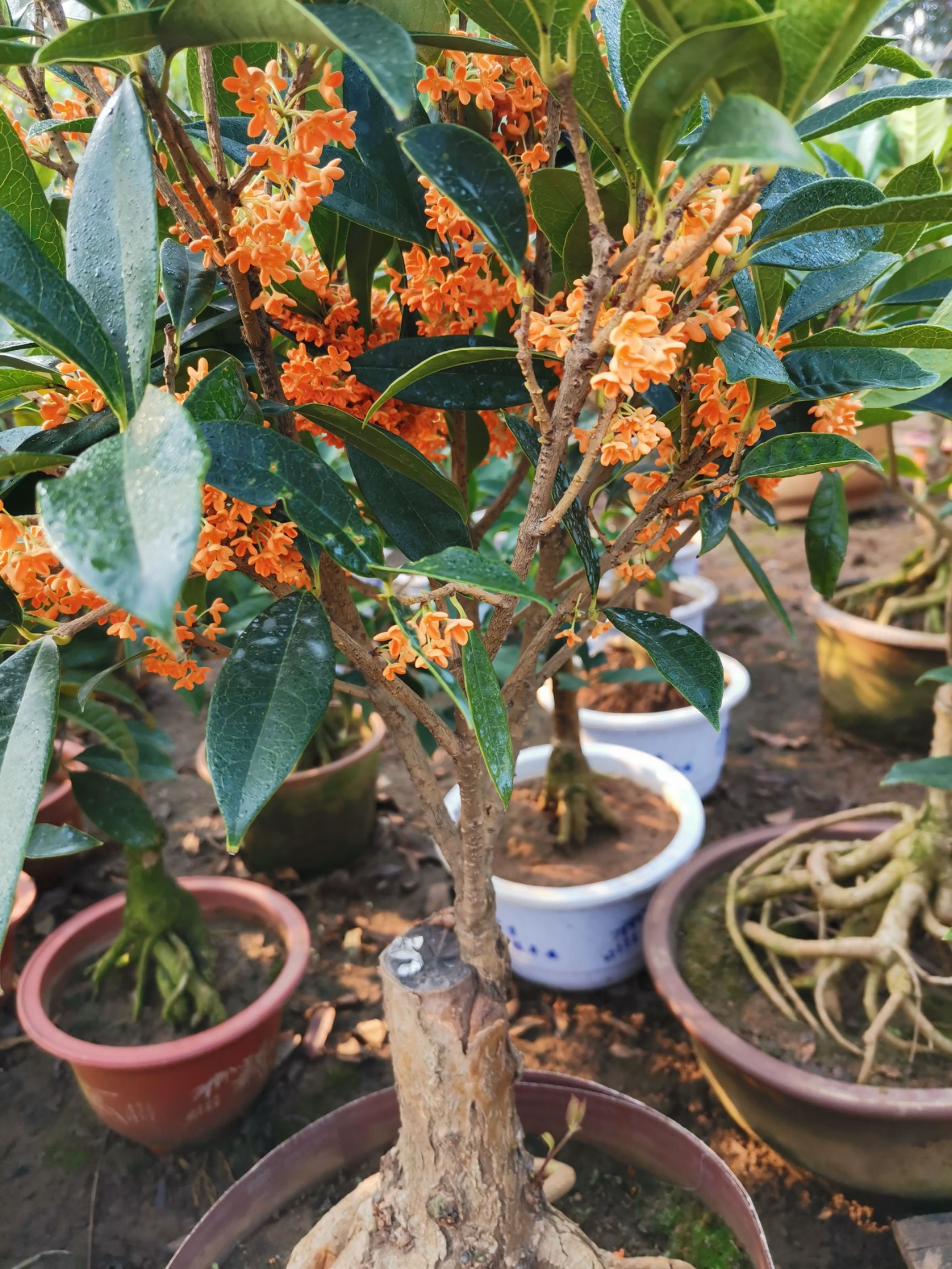 黄金桂花树 我家里的桂花好香啊.