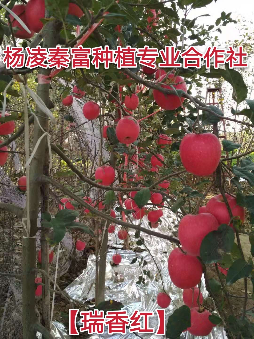 瑞香红苹果苗 【瑞香红】矮化中间砧三年生成品苗