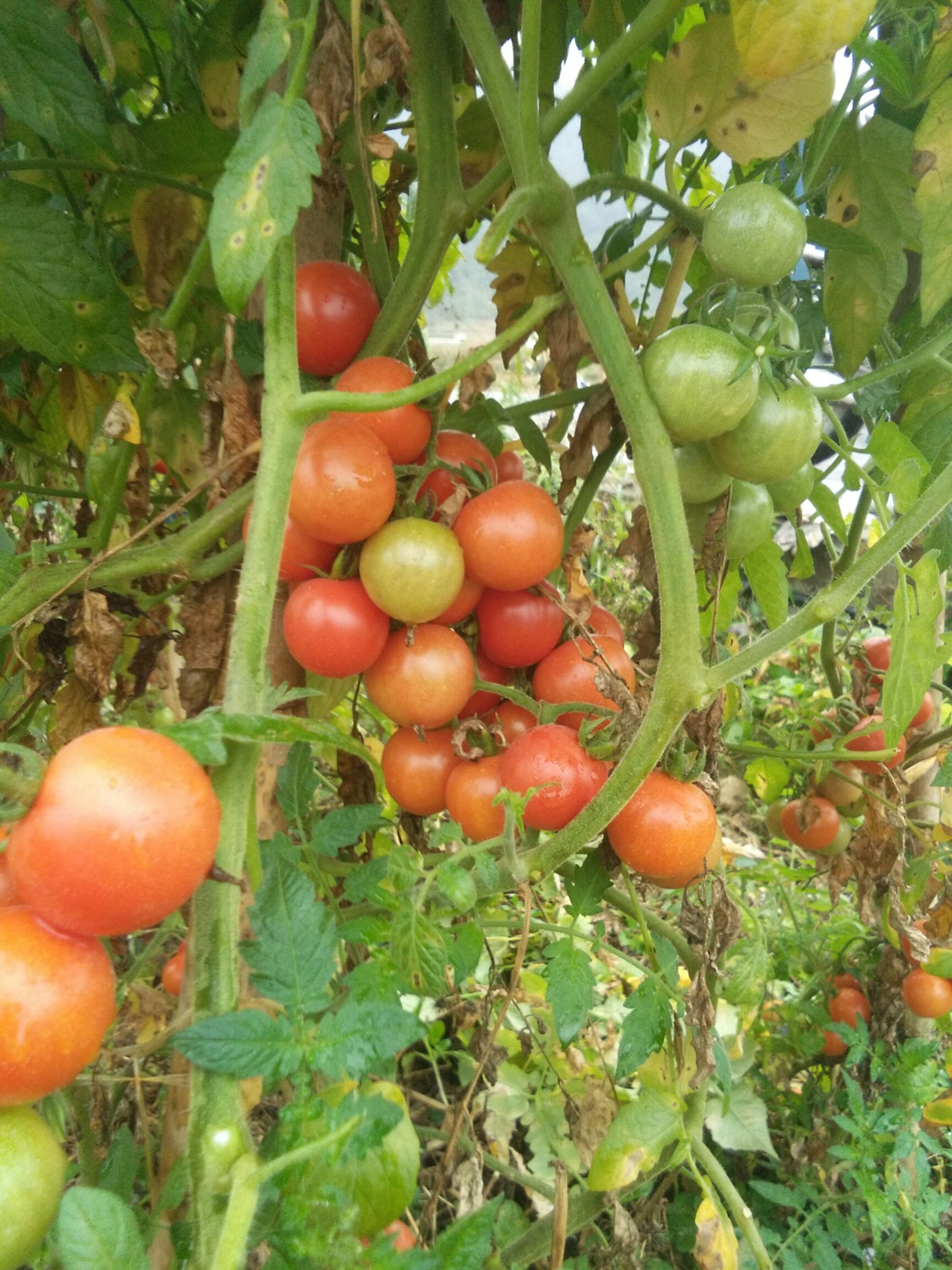 旱地西红柿 *生小番茄
