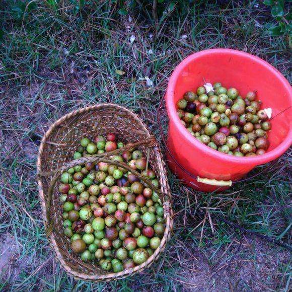 生山茶籽油茶籽出油率高