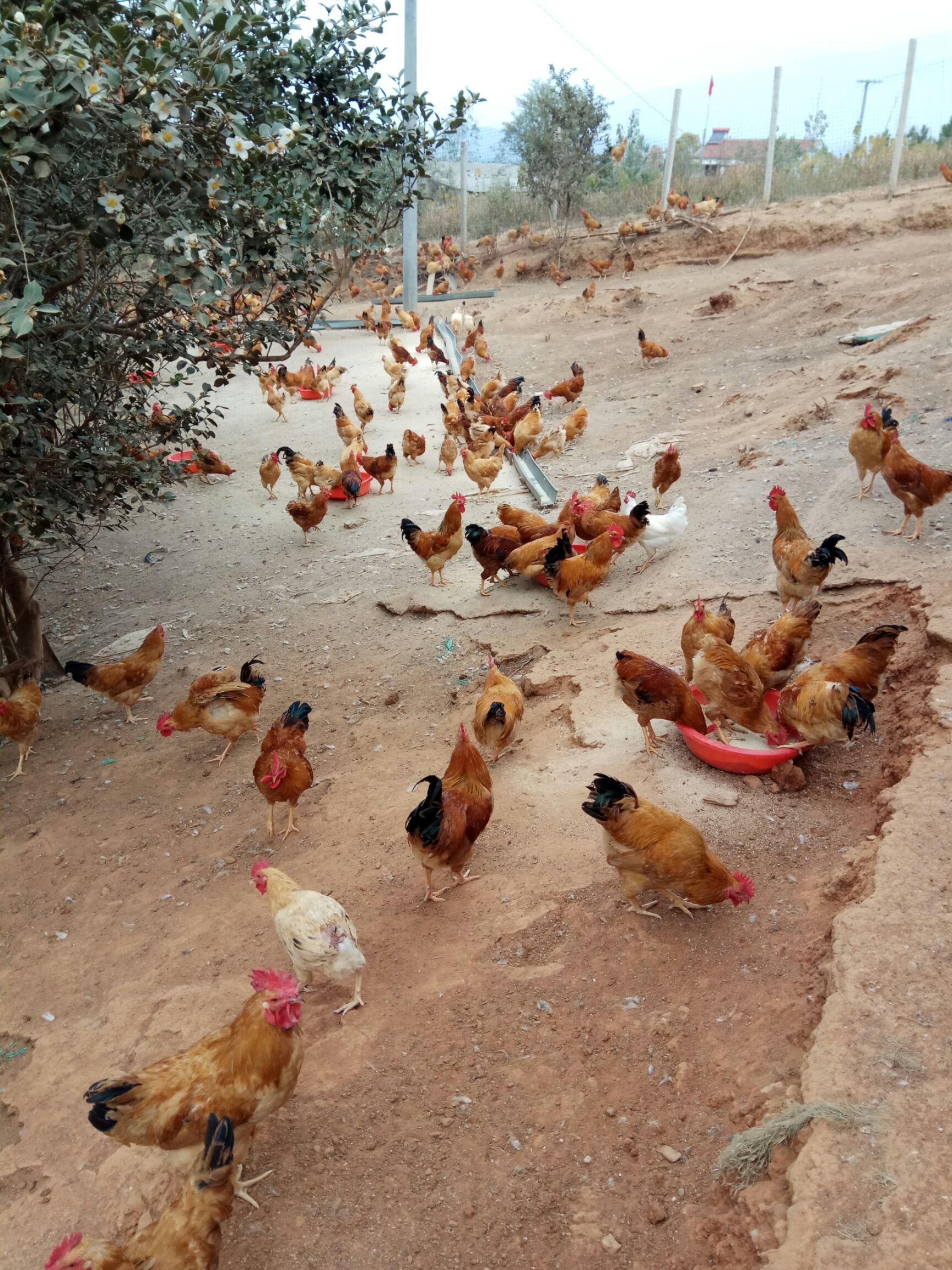 大红公鸡 单只重:3-4斤 类型:公 生长期:6~9月          纯天然散养