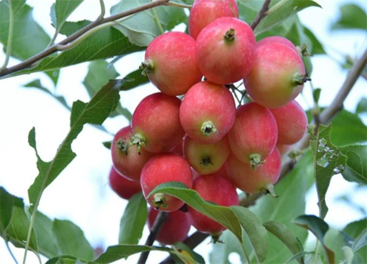 沙果苹果树苗 沙果苗树苗盆栽地栽南北方种植当年结果大秋果黄太平
