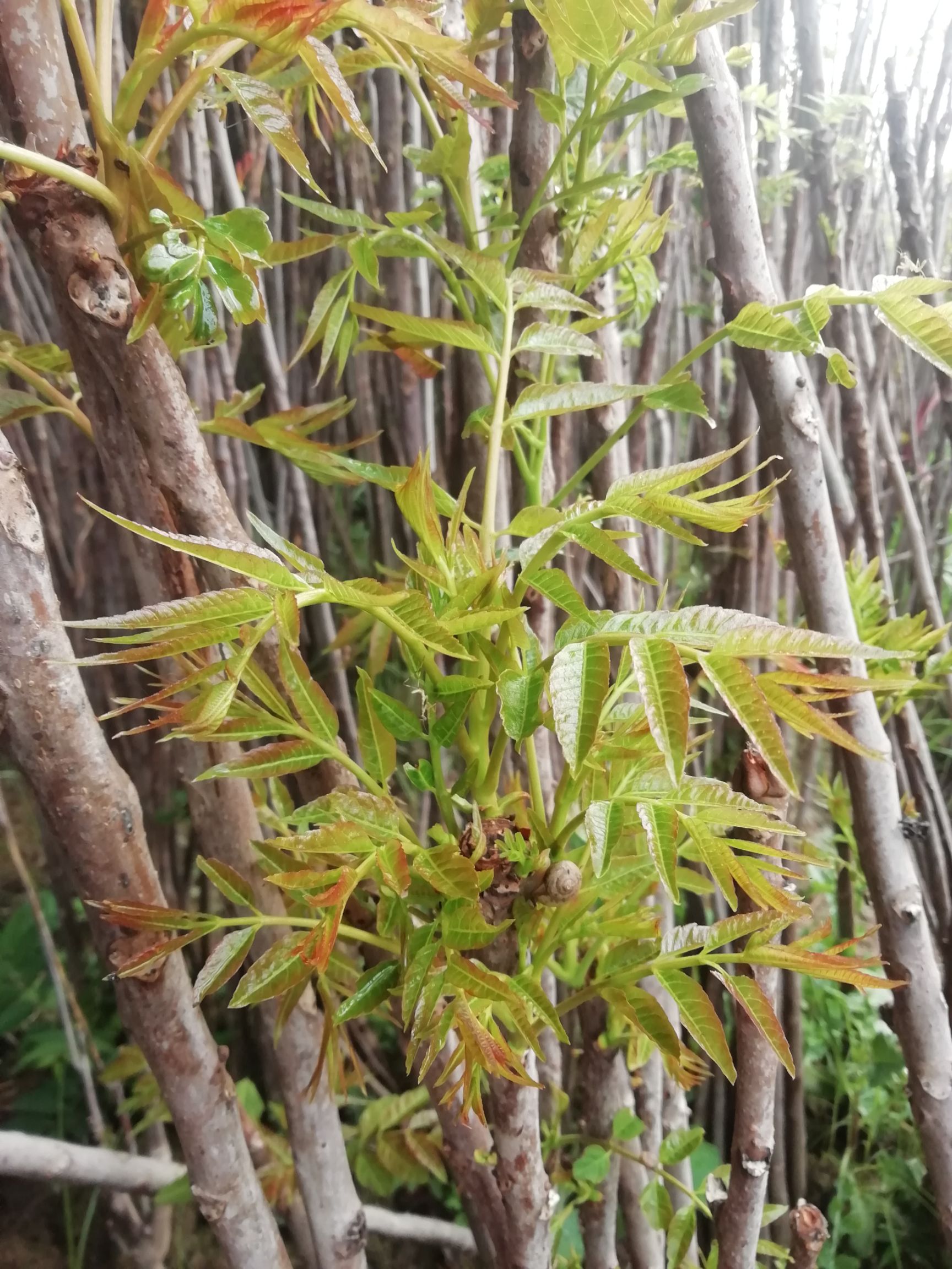 红香椿芽 9~12cm