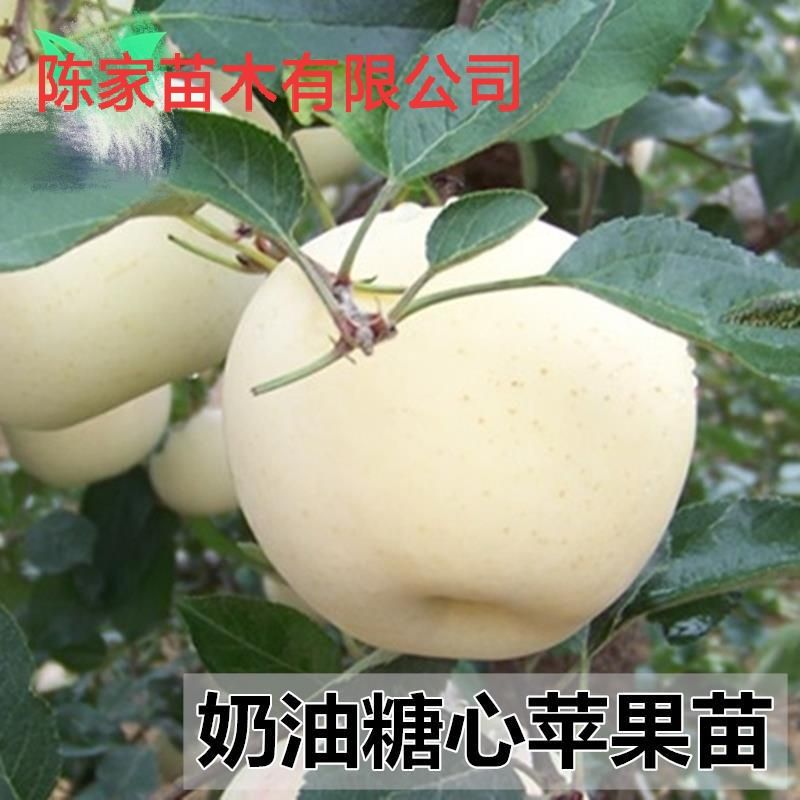 白苹果苗 奶油富士苹果苗 新品种嫁接成品苗 包
