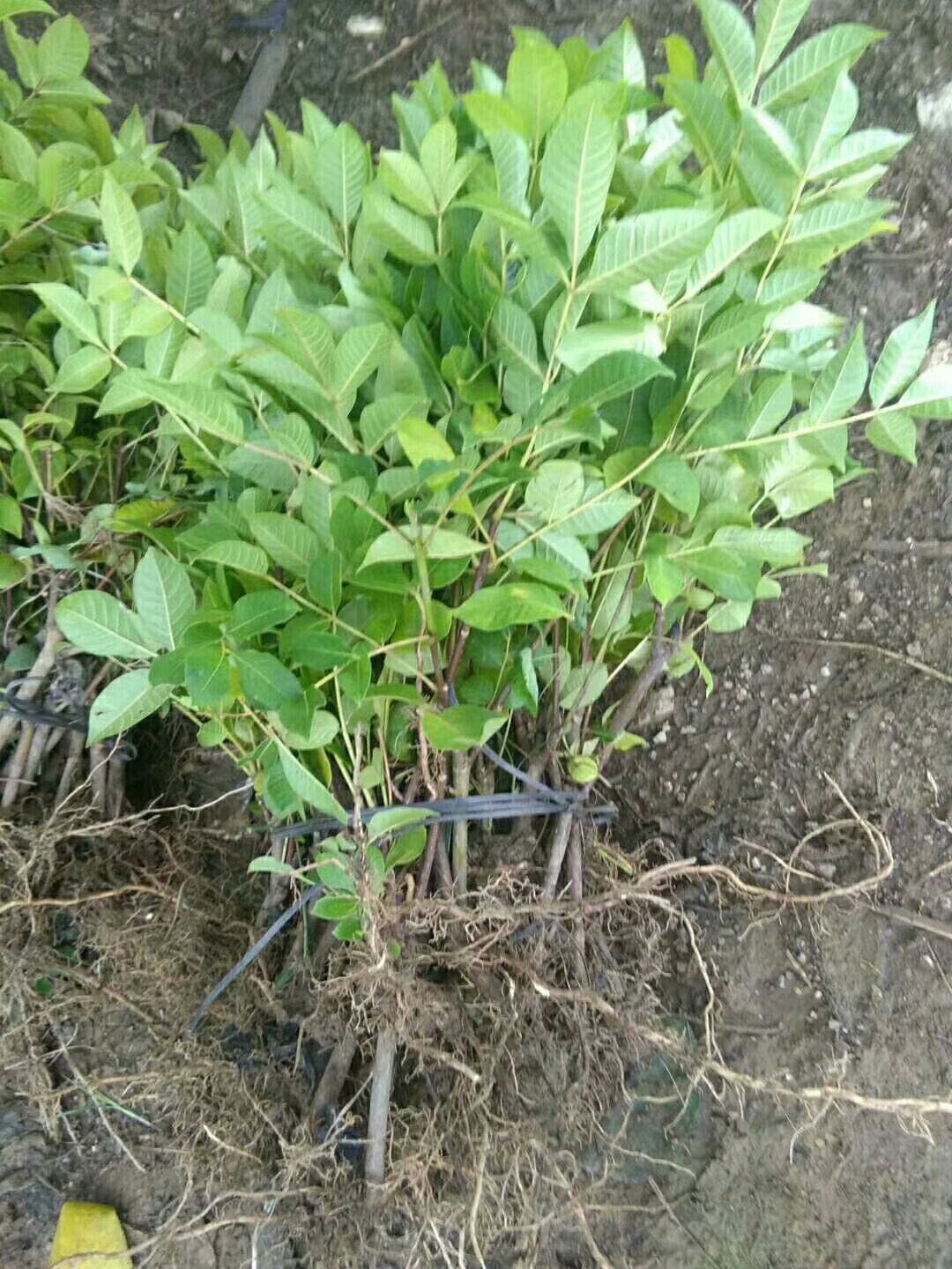 供应大厅  种子种苗  吴茱萸苗 可以提供:协助找车,基地直供,支持快递