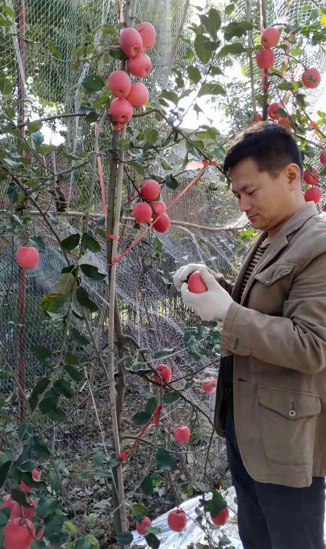 瑞香红苹果苗 【瑞香红】矮化中间砧三年生成品苗