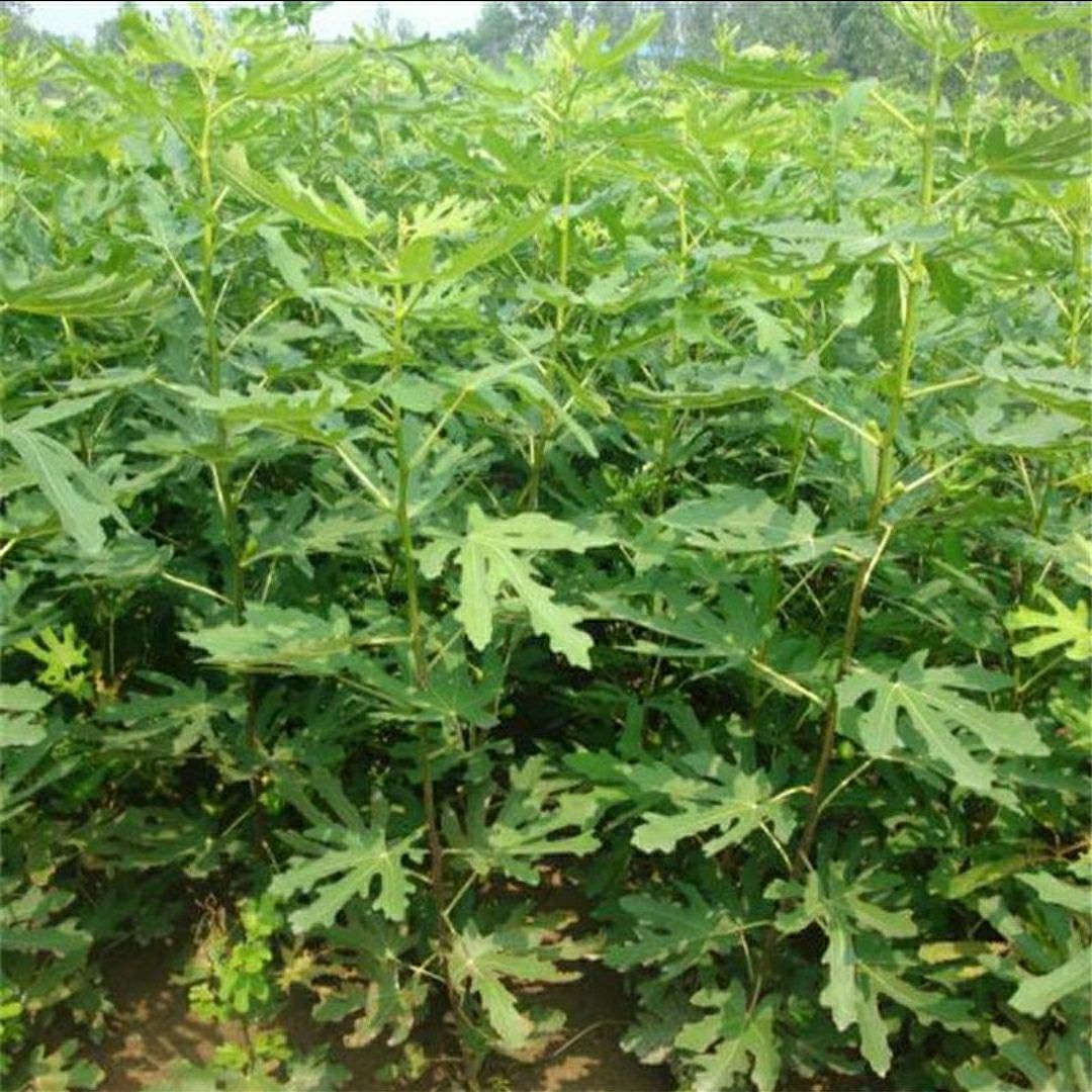 无花果芭劳奈无花果树苗大芭盆栽地栽丰产早熟当年结果