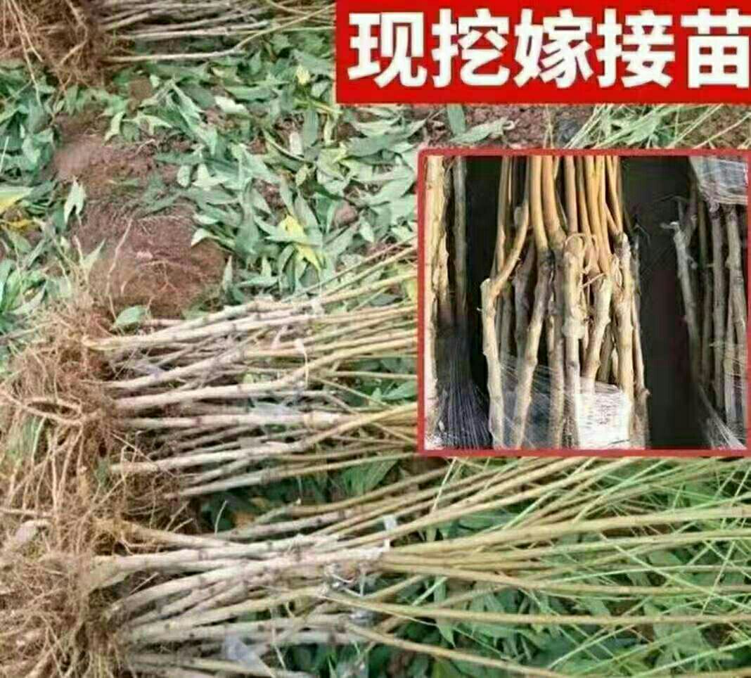 桃树苗 嫁接桃树树苗 中华二号冬桃 极晚熟冬桃苗 特大冬桃