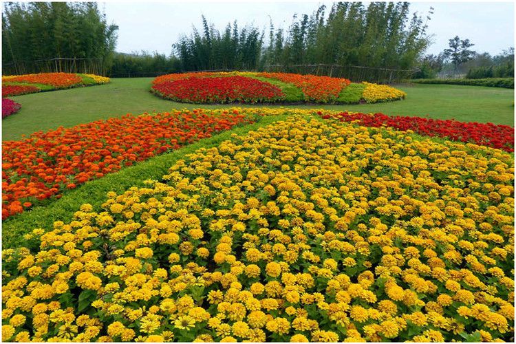 百日草种子花种籽子百日菊花籽适合秋冬天的花种子四季易*包邮