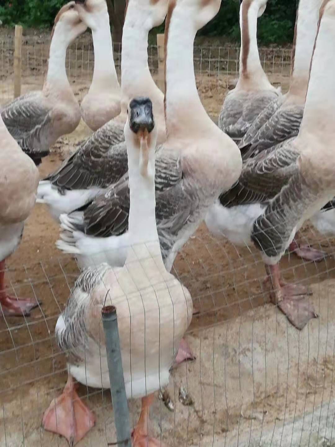 鹅鸭, 
