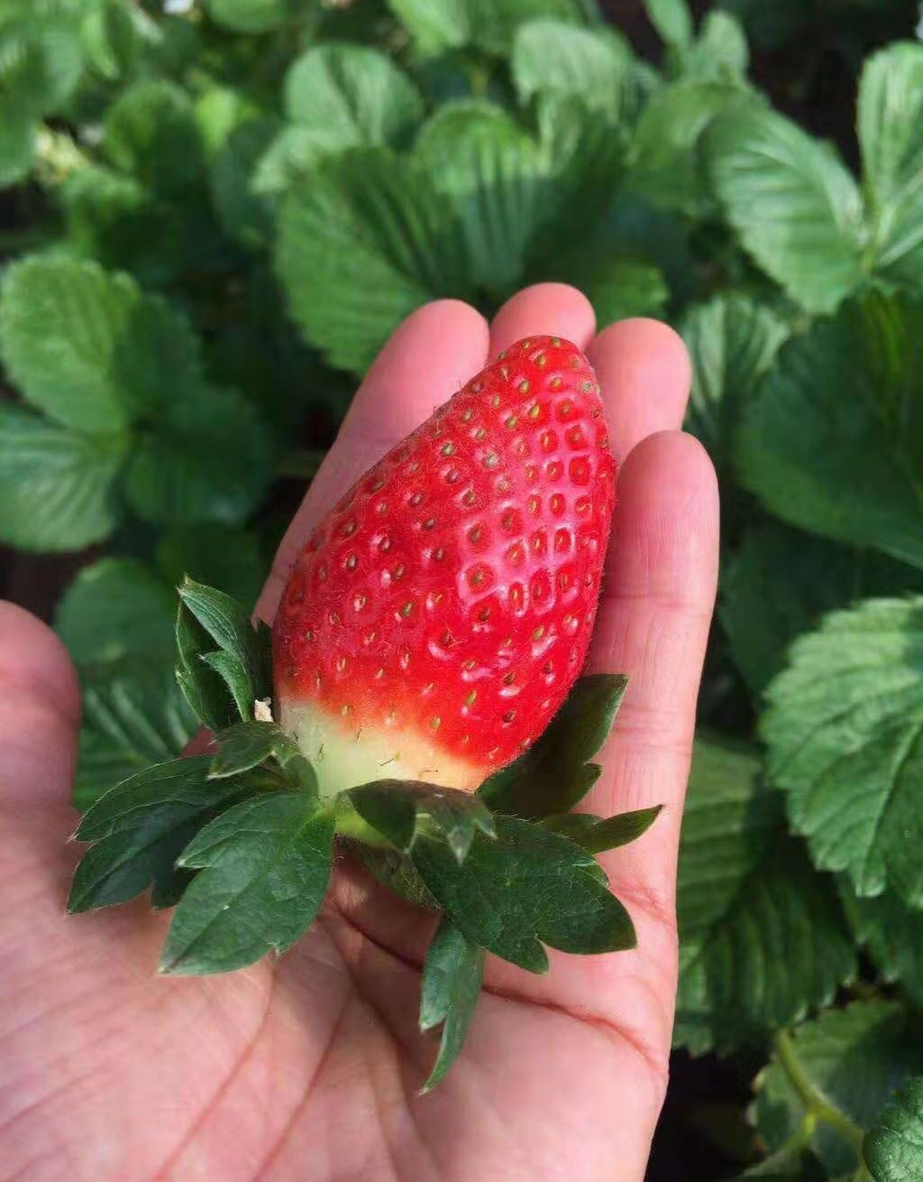 红颜草莓