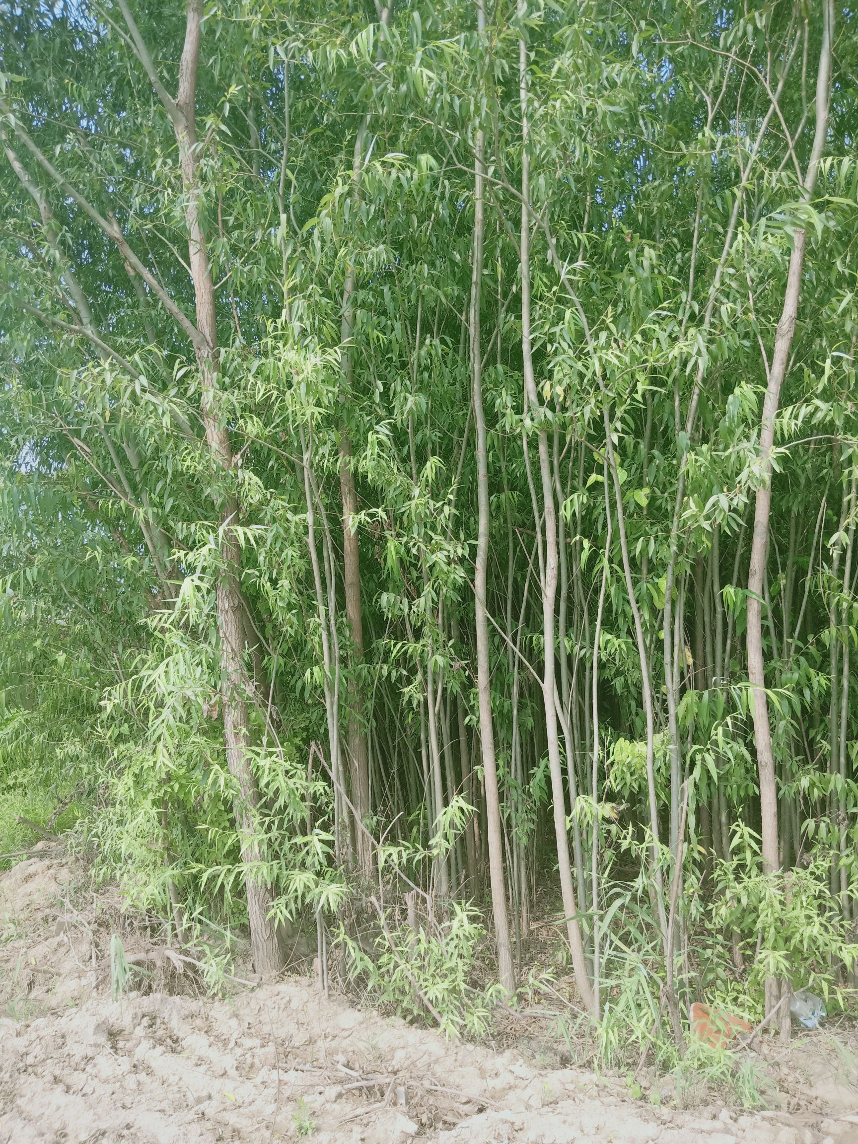 竹柳 有心栽花花不开,无心插柳柳成荫!