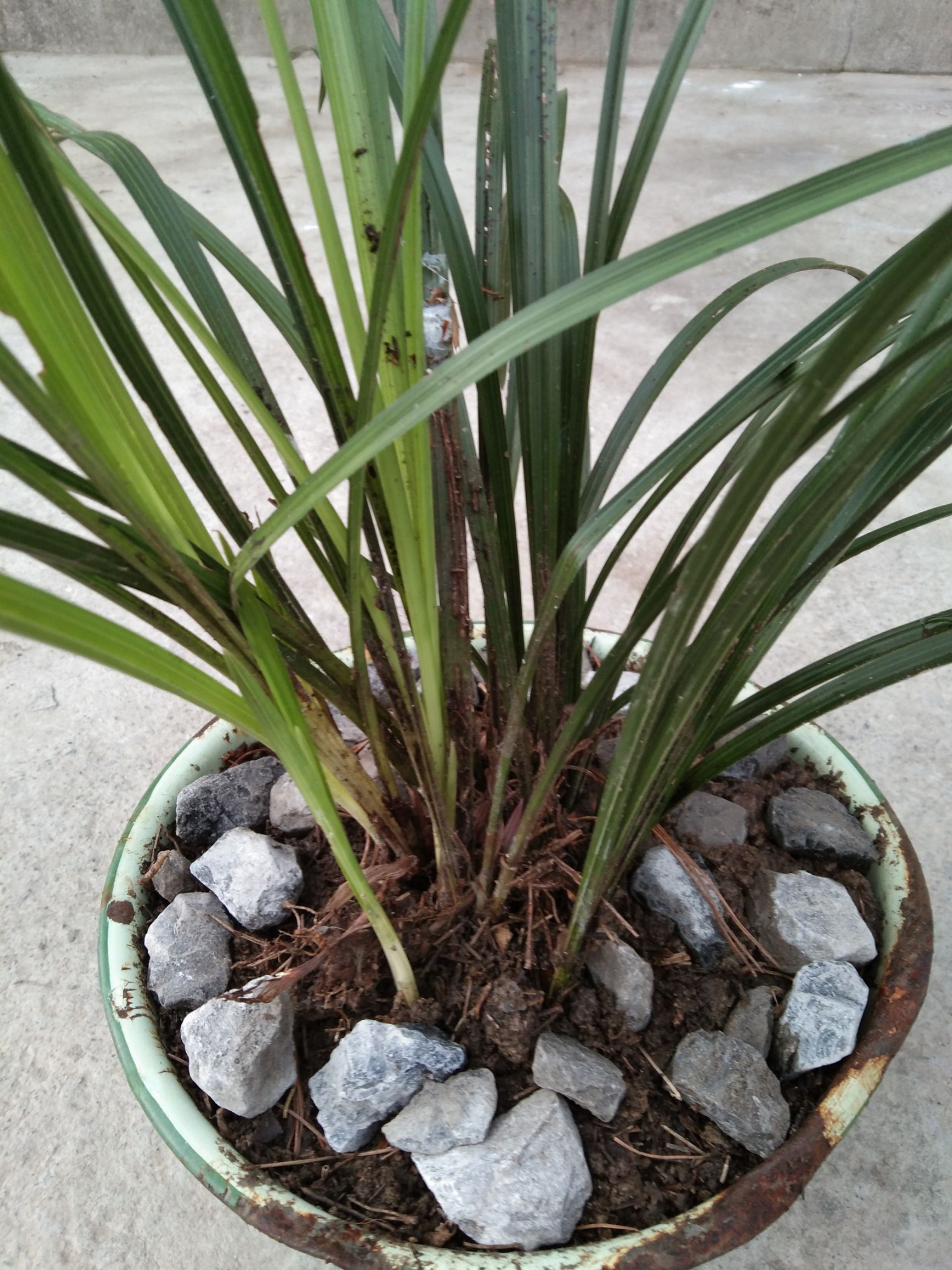 香草兰 高山*兰属于草本植物,兰类一种,具有很好的观赏性,且价格便宜