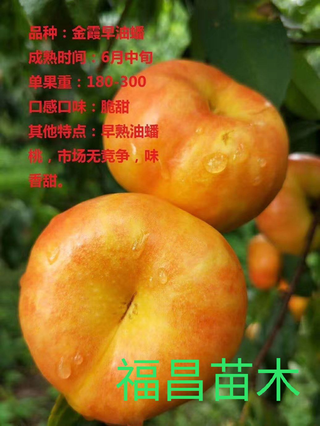 金霞早油蟠桃苗 金霞早油蟠 早熟油蟠桃树苗 嫁接桃苗 新品种桃苗