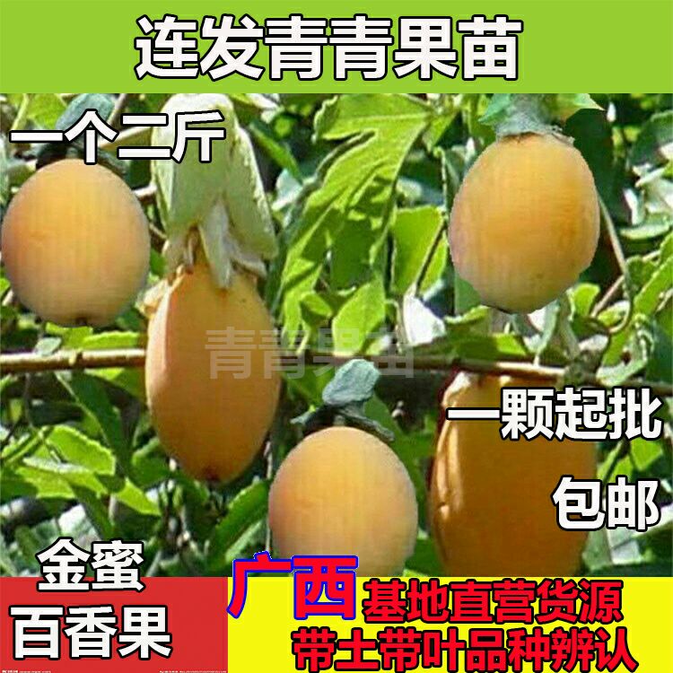 [台湾甜蜜蜜百香果苗批发] 金蜜百香果苗西瓜百香果苗黄金百香果苗金