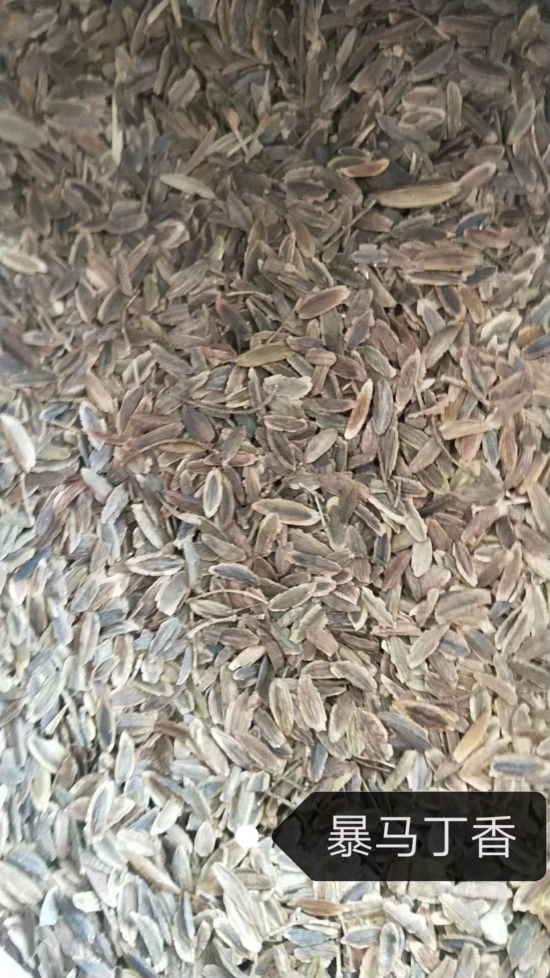 梓树种子 梧桐树种子 一级梓树籽 东北梧桐树树苗 梓树净籽价格优惠