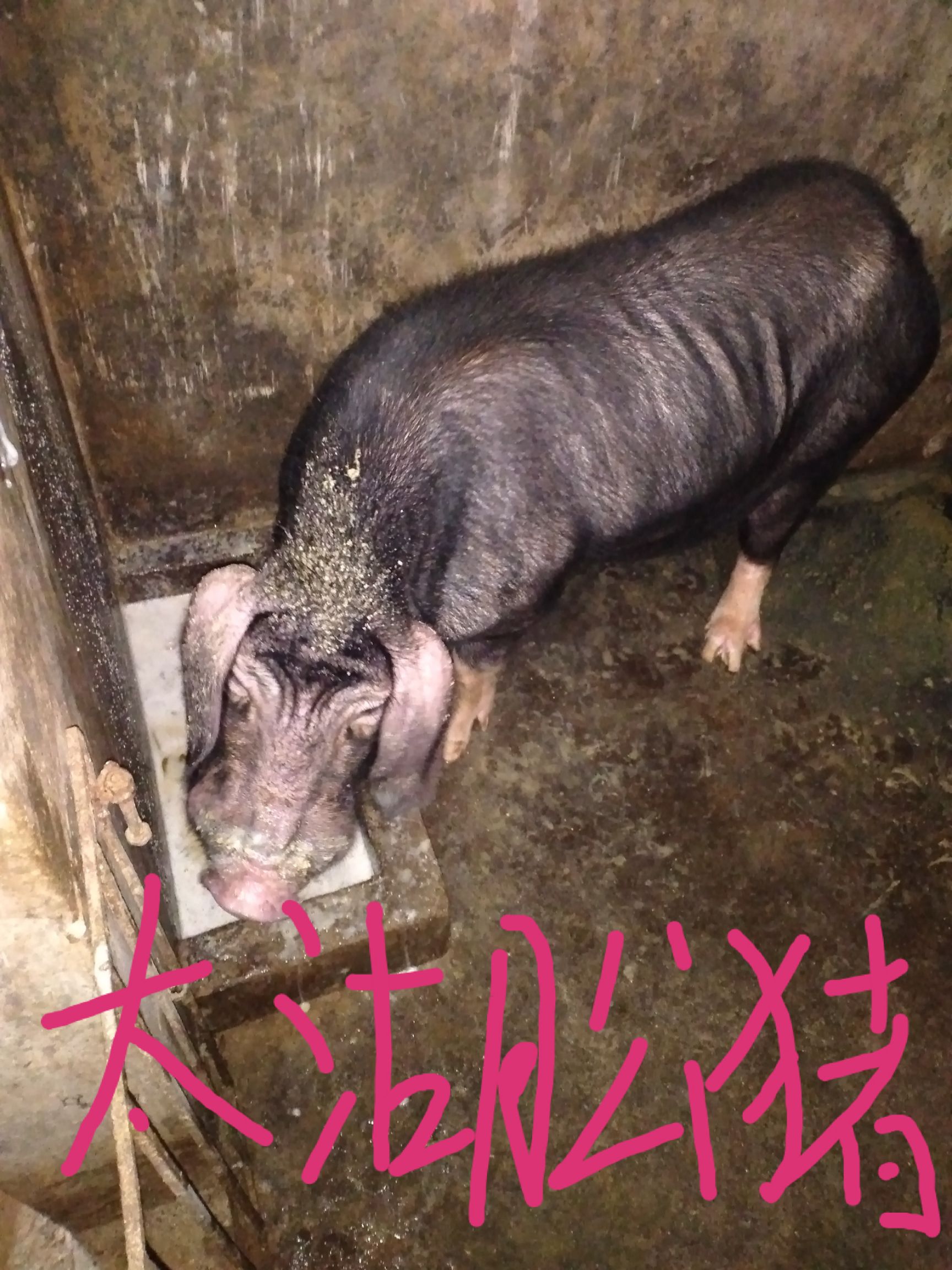 猪苗 猪 20-25斤