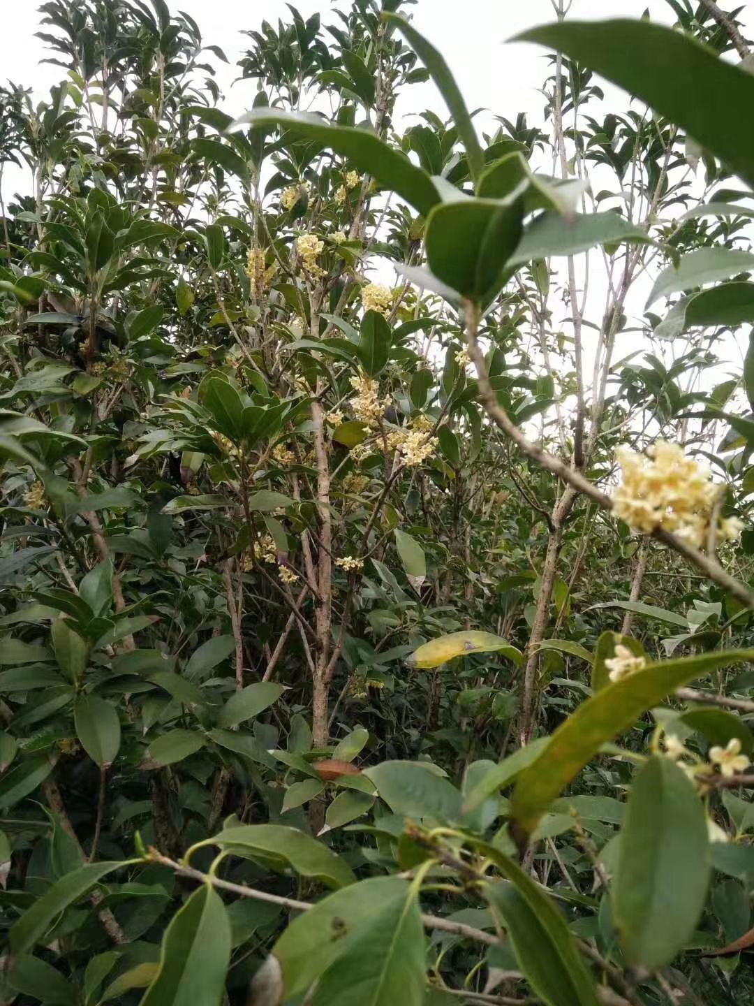 八月桂花树苗,金桂苗低价处理