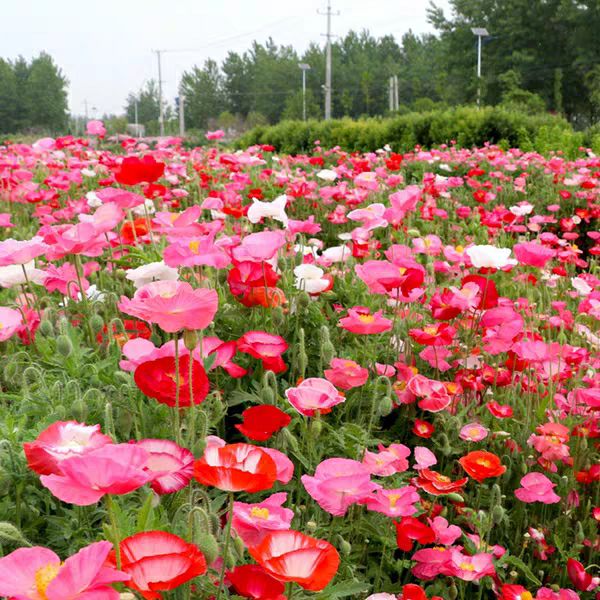 冰岛虞美人种子混色红色虞美人花种子春秋播多年生耐寒耐阴花种子