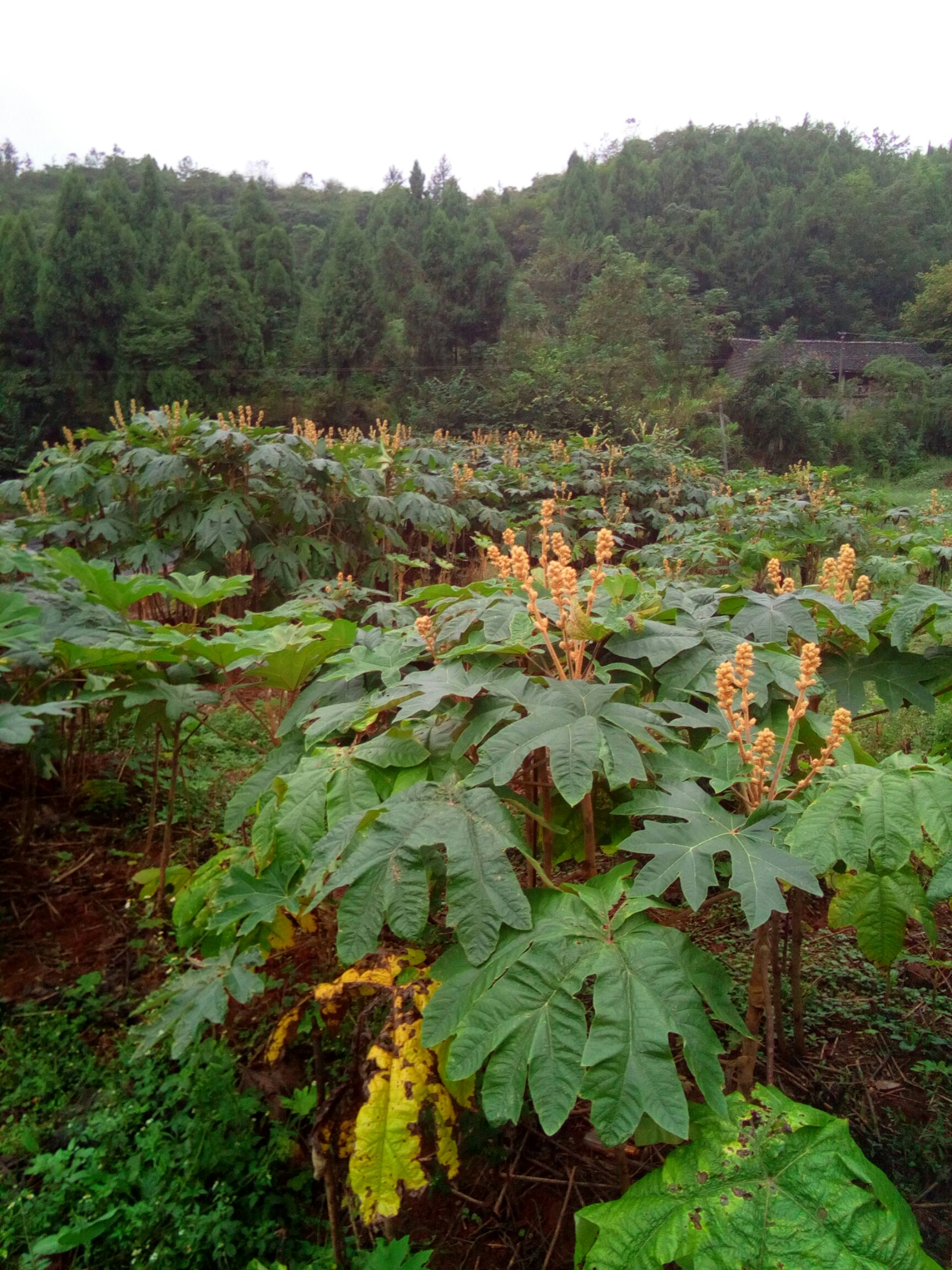 大通草苗基地供货,保质保量.免费提供技术.