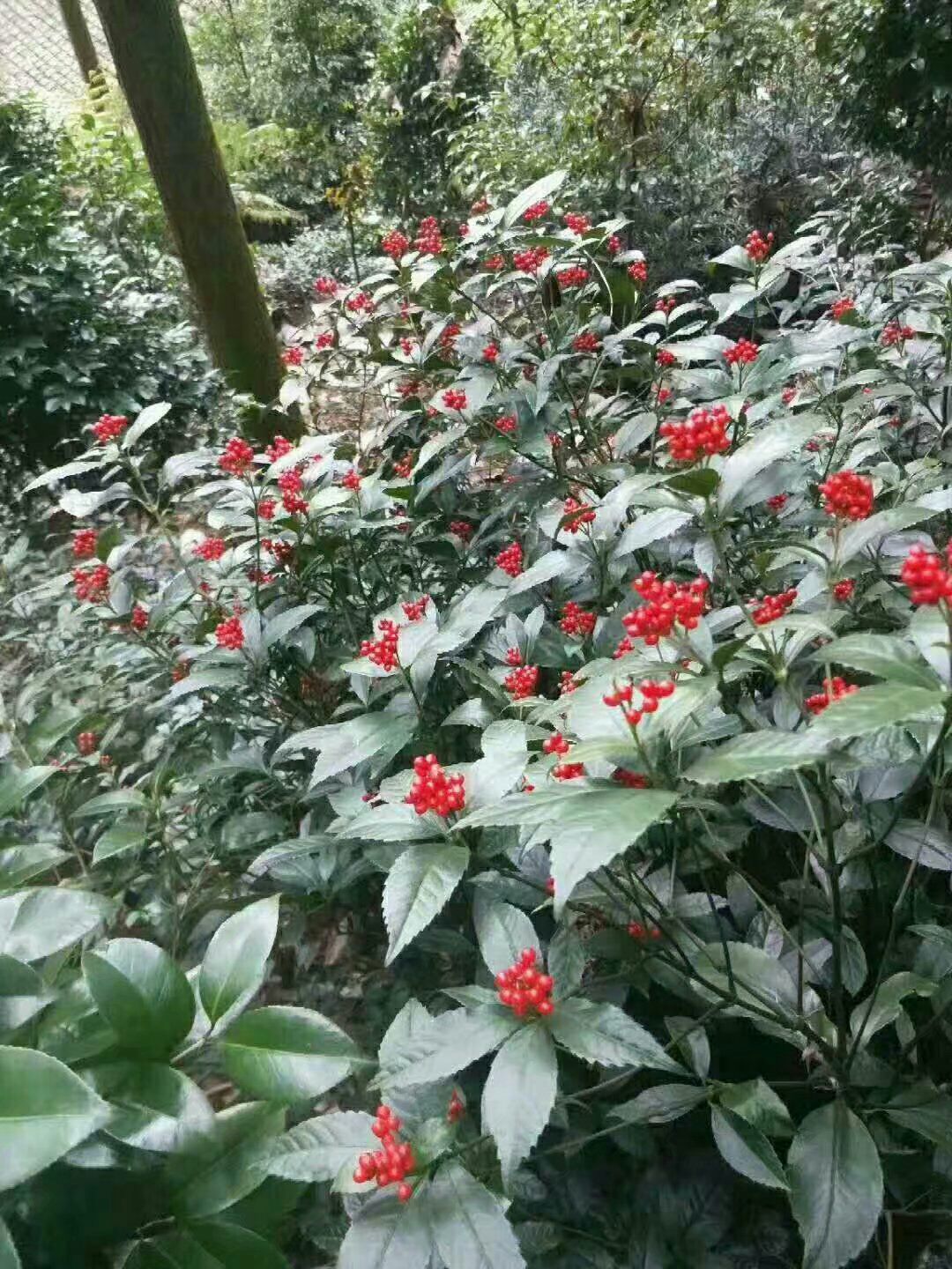 草珊瑚(肿节风)苗,基地供货,保成活.