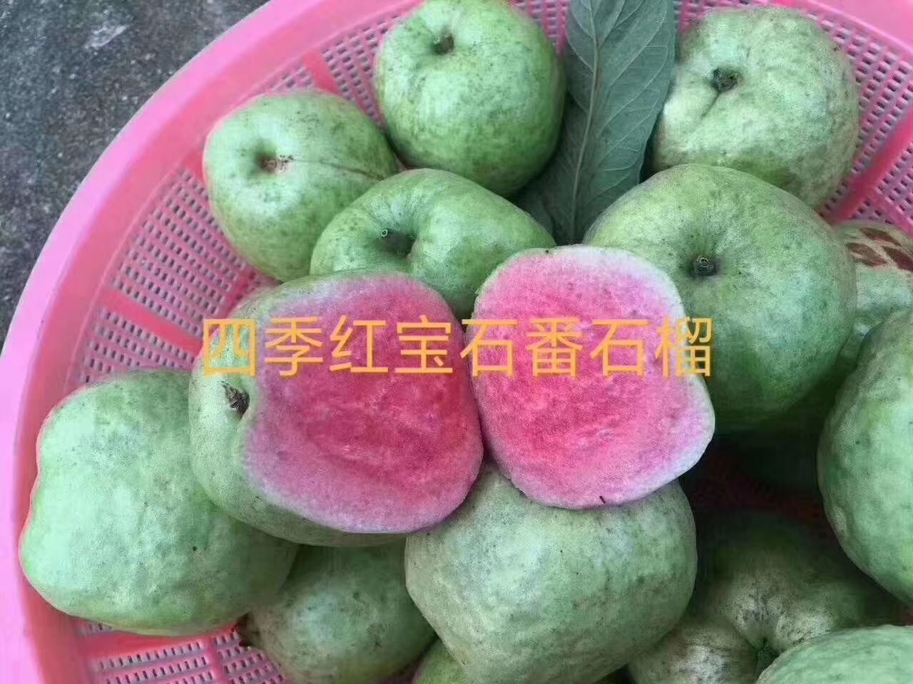 四季红宝石番石榴苗,正品嫁接苗,量大从优