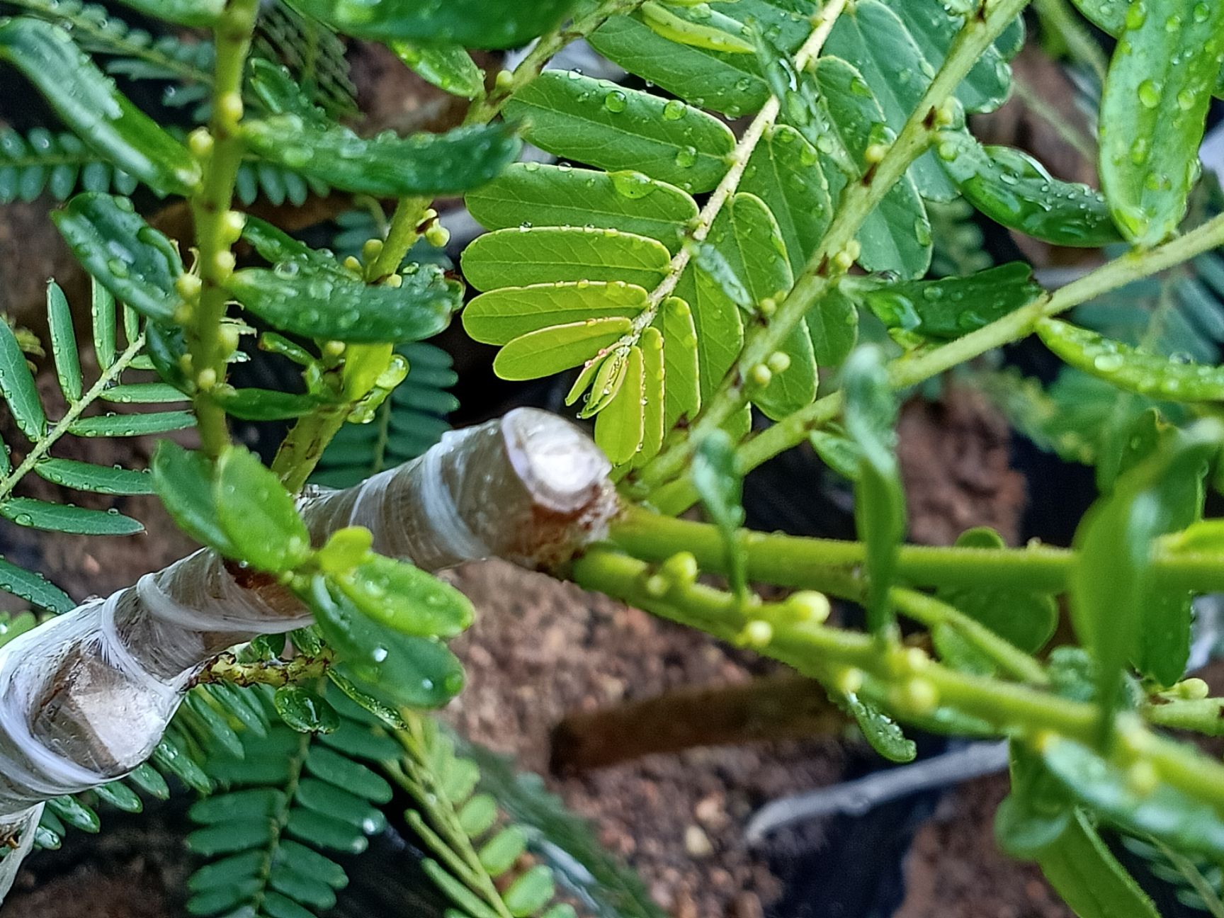 草果苗 二号油甘苗果大酥脆