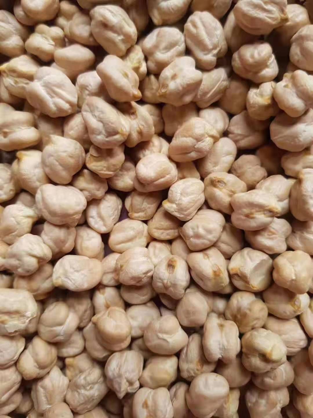 印度鹰嘴豆