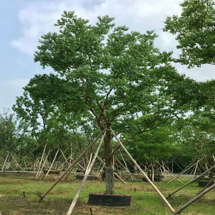 [小叶朴批发] 供应5-50公分独杆朴树 大朴树价格 丛生