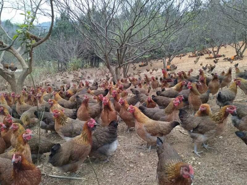 麻鸡苗批发 土鸡苗 黑瑶鸡苗,血毛土鸡苗价格