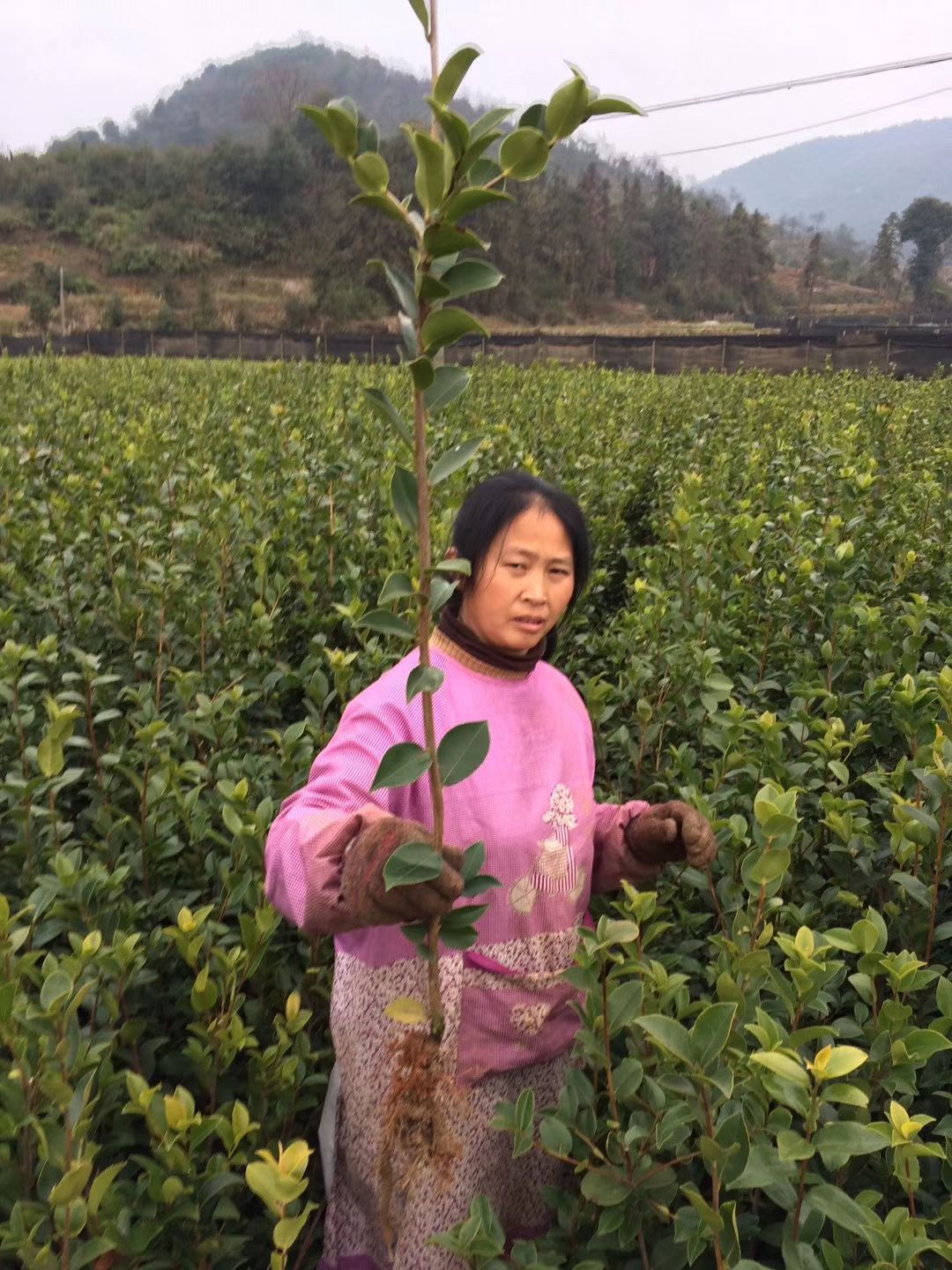 长林系列油茶 高产嫁接油茶苗,长林系列,4号,40号,53号,可开两证一签