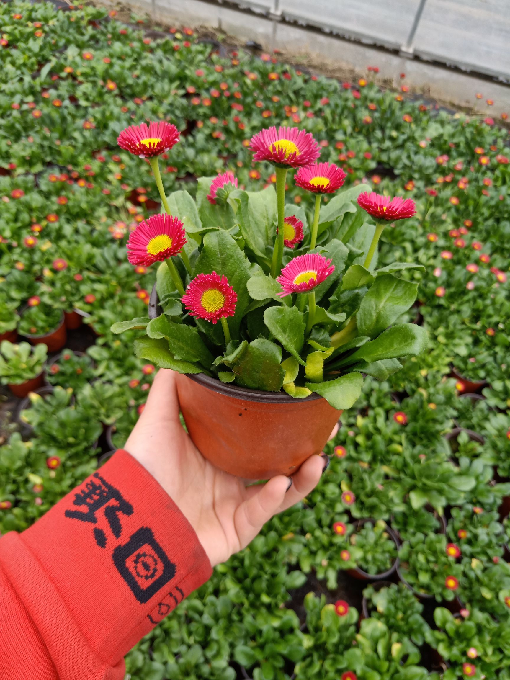 基地直供雏菊量大来